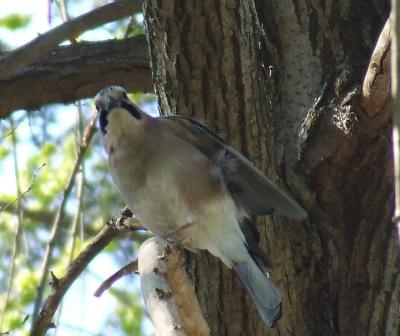 Прикрепленное изображение: snb1.jpg